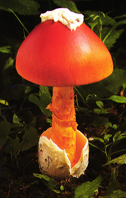 amanita