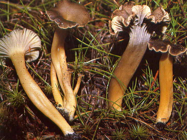 angula_monte
