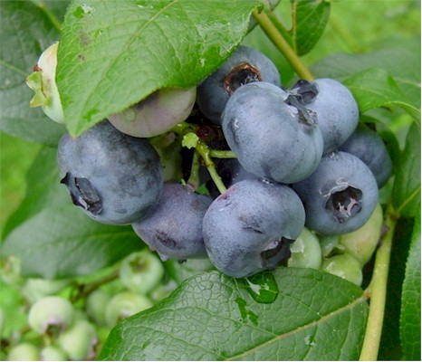 arandanos