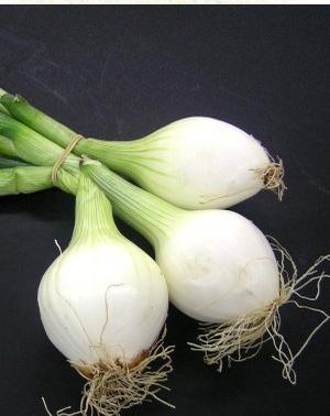 cebolleta