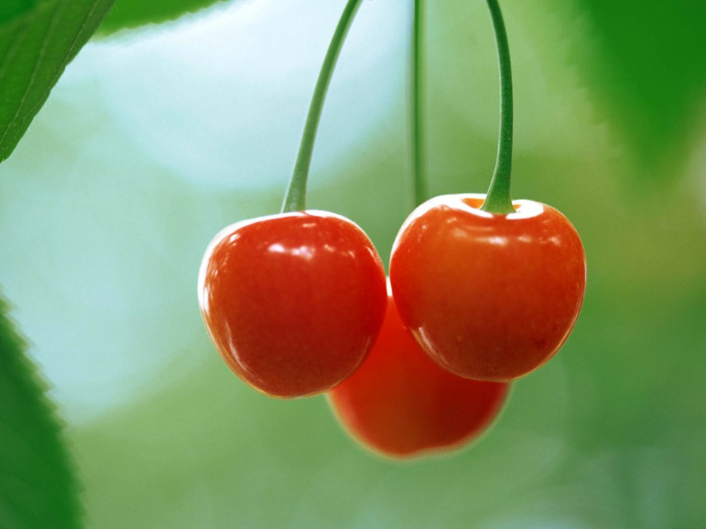 cerezas