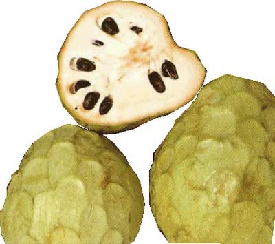 chirimoya