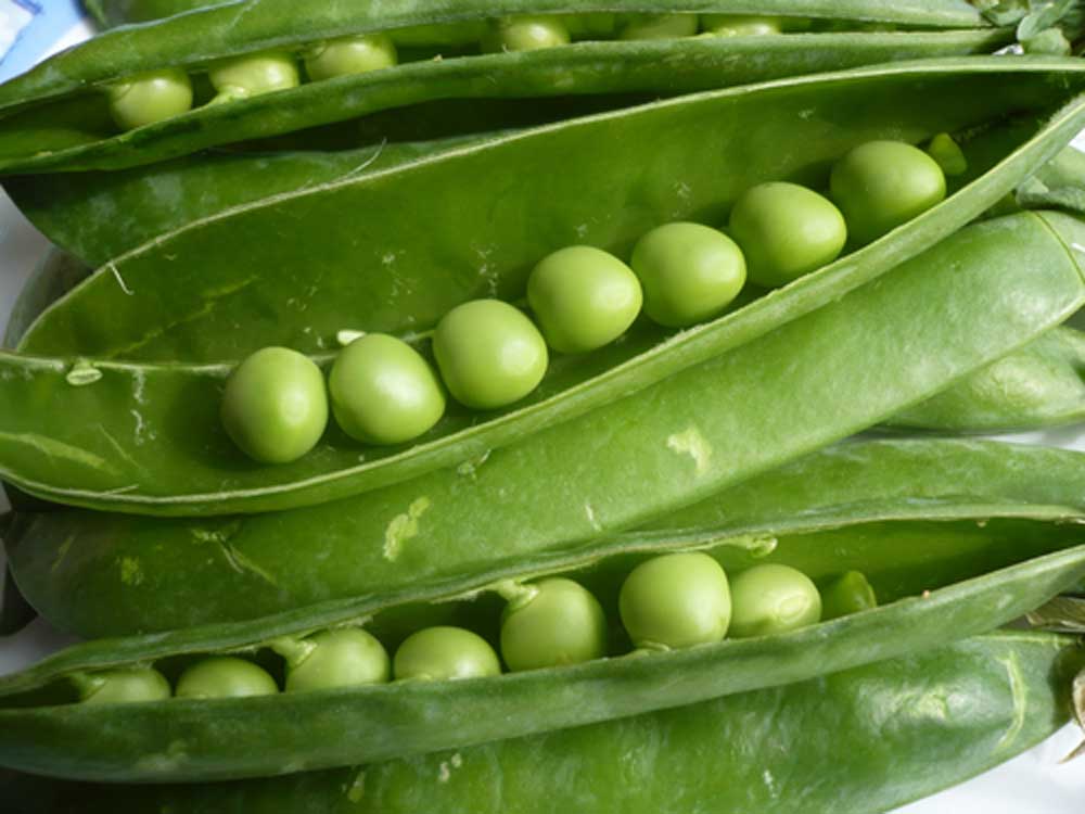 guisantes