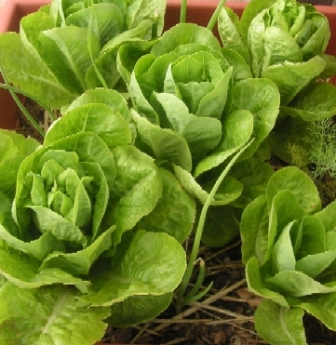 lechuga