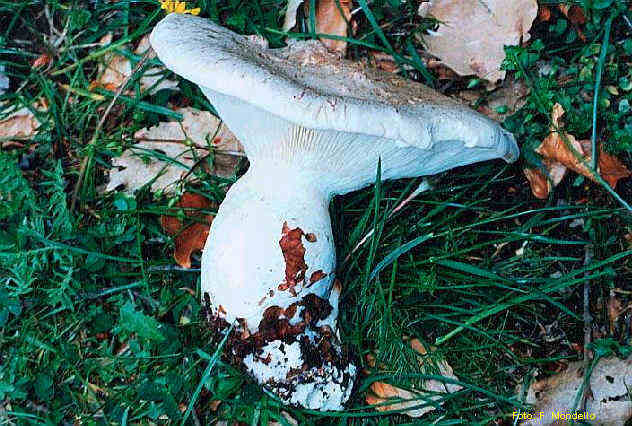 nebrodensis