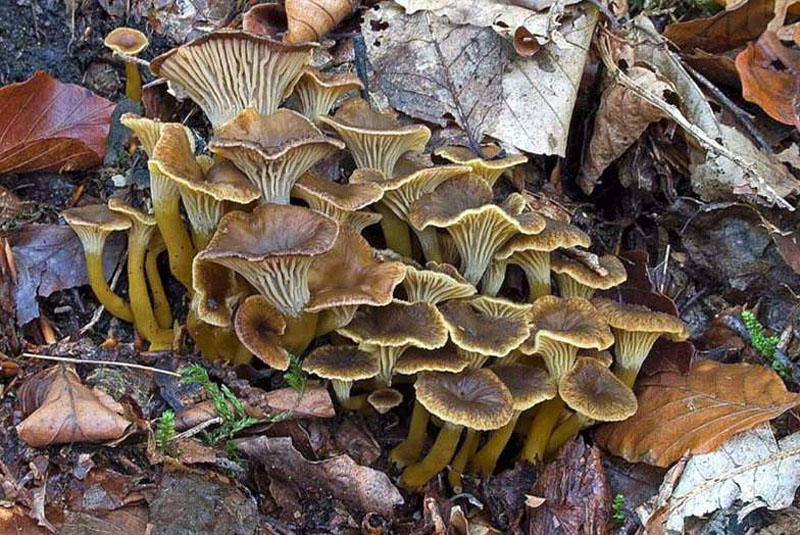 tubaeformis